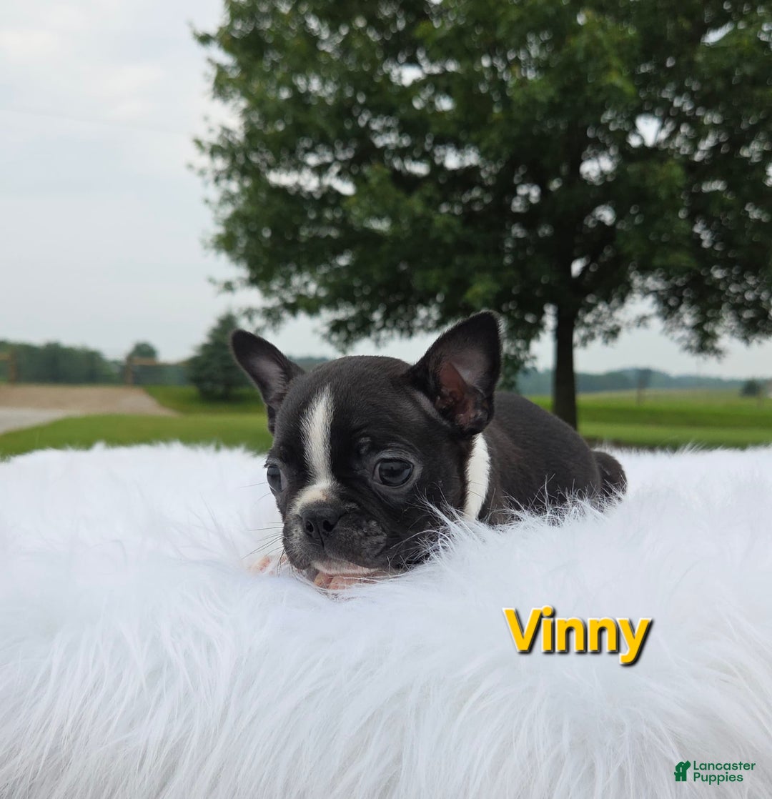 Boston Terrier dogs for sale: Vinny - Image 2