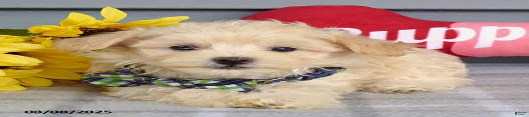 Monte