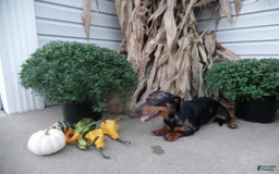 Miniature Dachshund dogs for sale: Gunner - Image 11