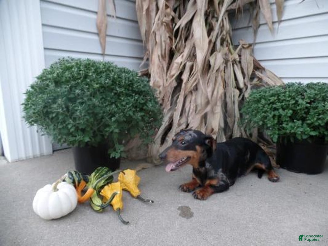 Miniature Dachshund dogs for sale: Gunner - Image 11