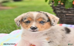 Welsh Corgi Pembroke dogs for sale: Toffee - Image 2