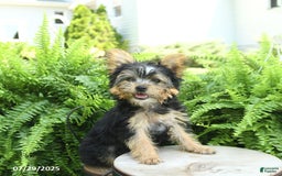 Yorkiepoo dogs for sale: Mickey - Image 4