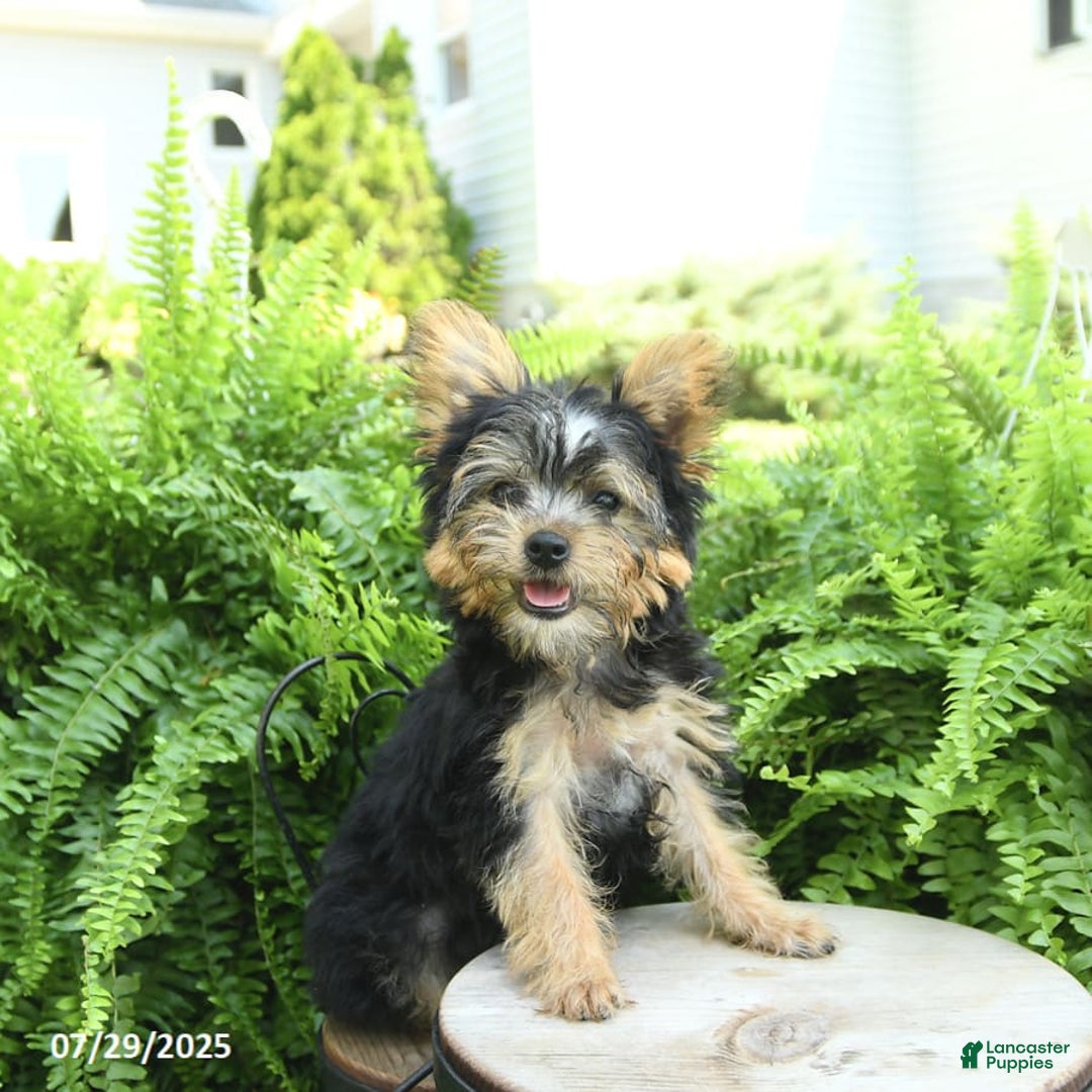 Yorkiepoo dogs for sale: Mickey - Image 4