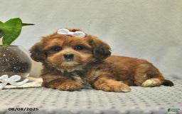 Shihpoo dogs for sale: Alice - Image 4