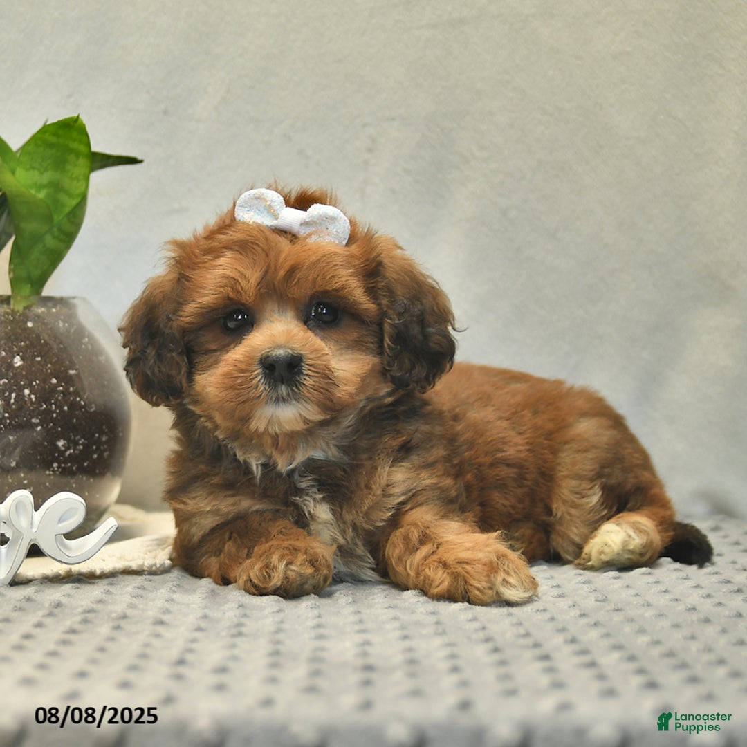 Shihpoo dogs for sale: Alice - Image 4
