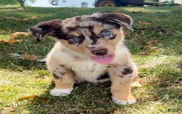 Alaskan Malamute dogs for sale: Trixie - Image 1
