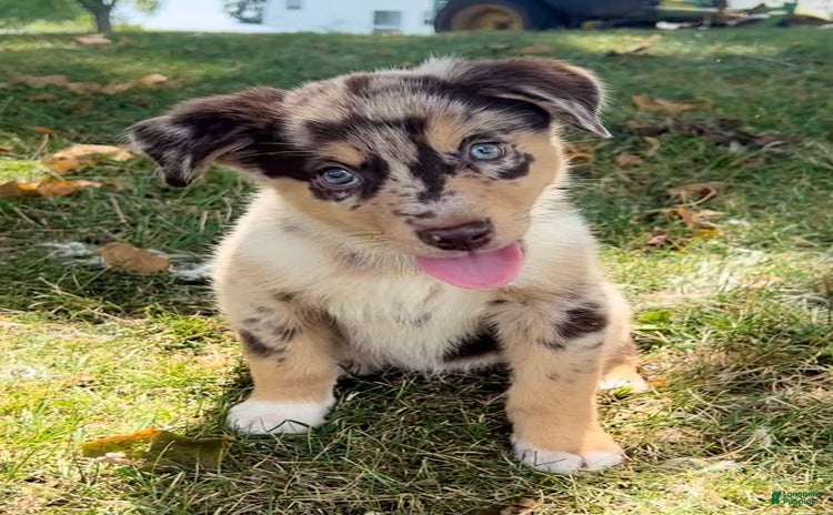 Alaskan Malamute dogs for sale - Ad 4