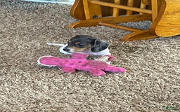 Miniature Dachshund dogs for sale: Sayde - Image 2