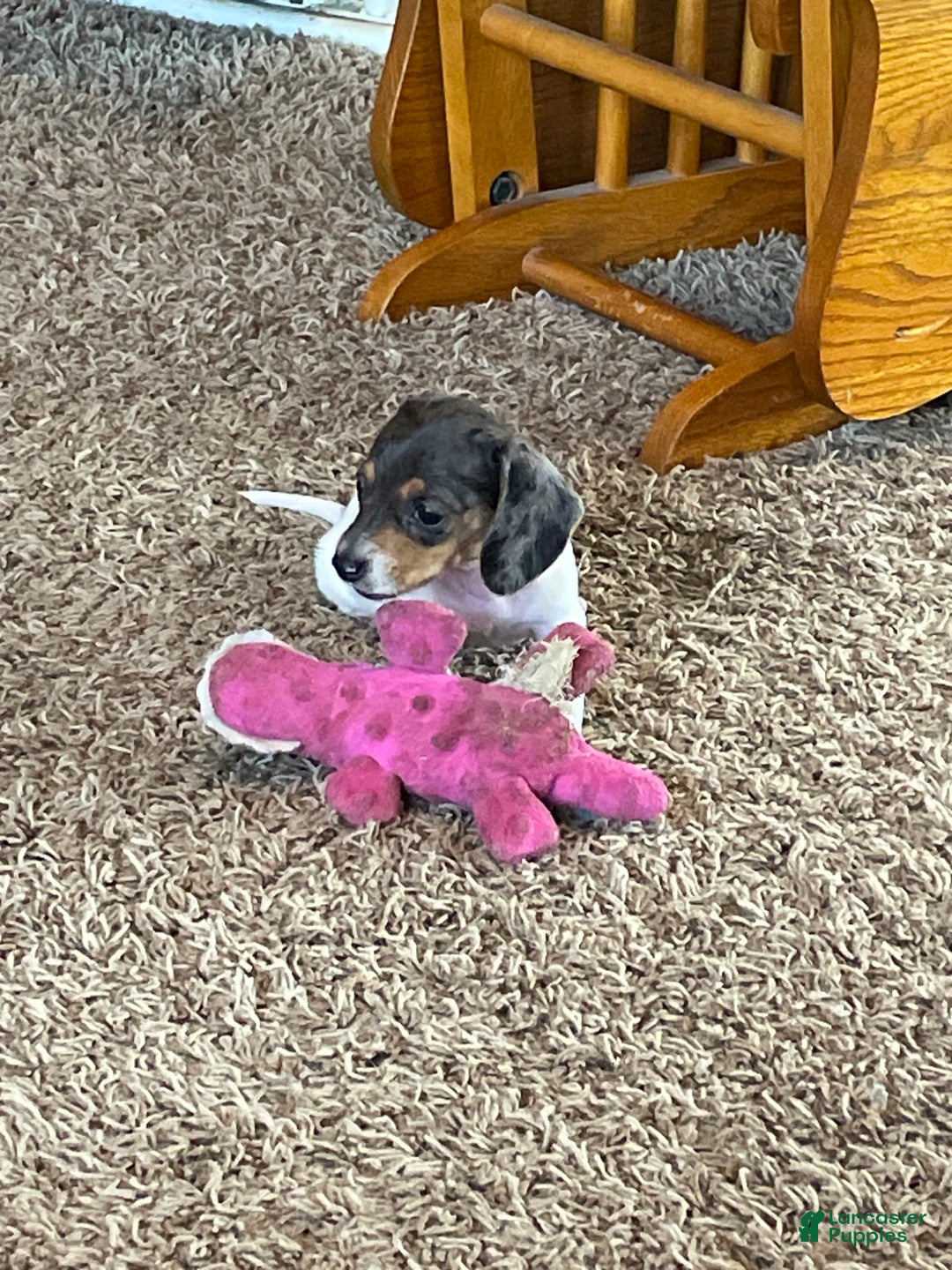 Miniature Dachshund dogs for sale: Sayde - Image 2