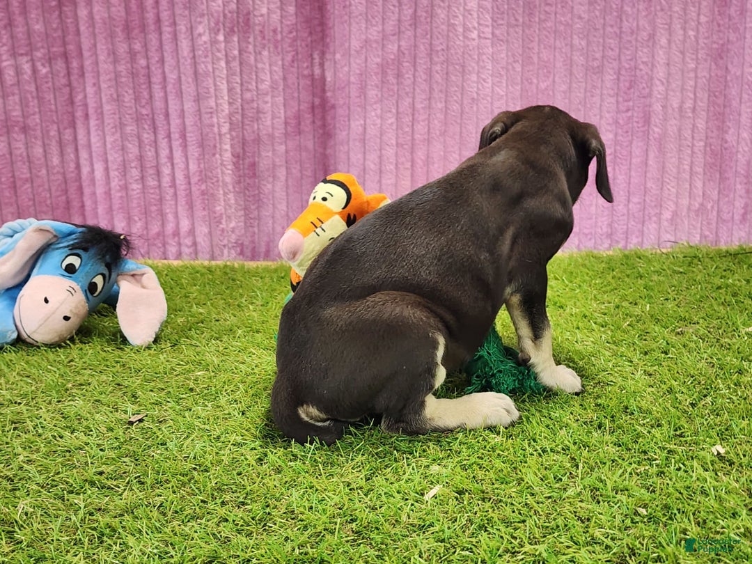 Catahoula Leopard Dog dogs for sale: Tess 2025 Female 3 - Image 9