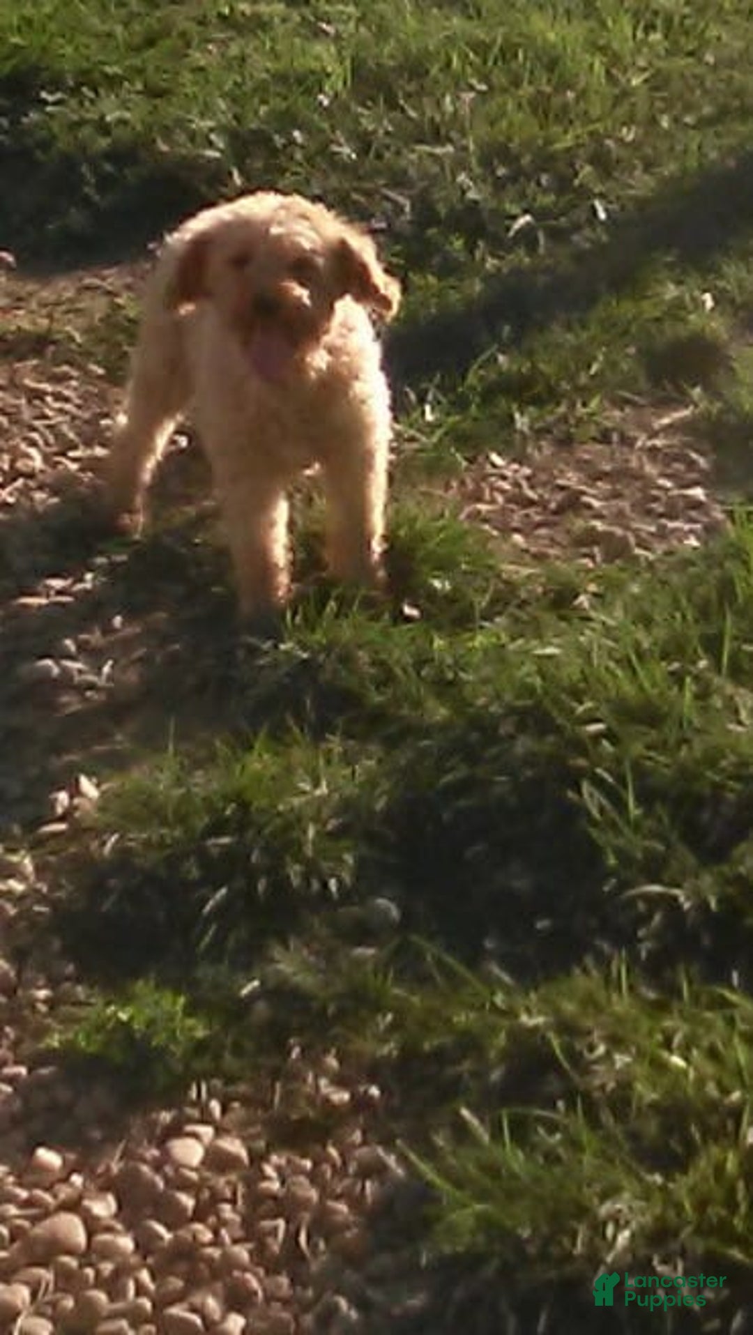 Mini Goldendoodle dogs for sale: Hallie - Image 13