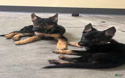German Shepherd dogs for sale: Juliet - Image 4