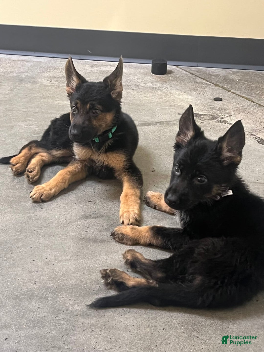 German Shepherd dogs for sale: Juliet - Image 4