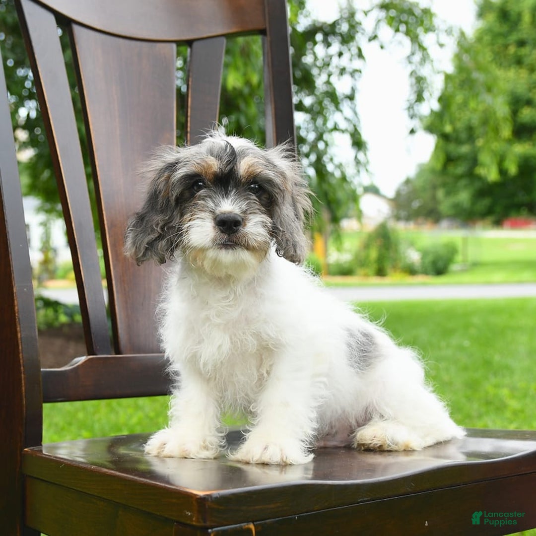 Cavapoo dogs for sale: Winston - Image 3