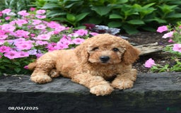 Mini Goldendoodle dogs for sale: Candie - Image 5