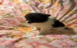 Pomeranian dogs for sale: Parti Girl - Image 2