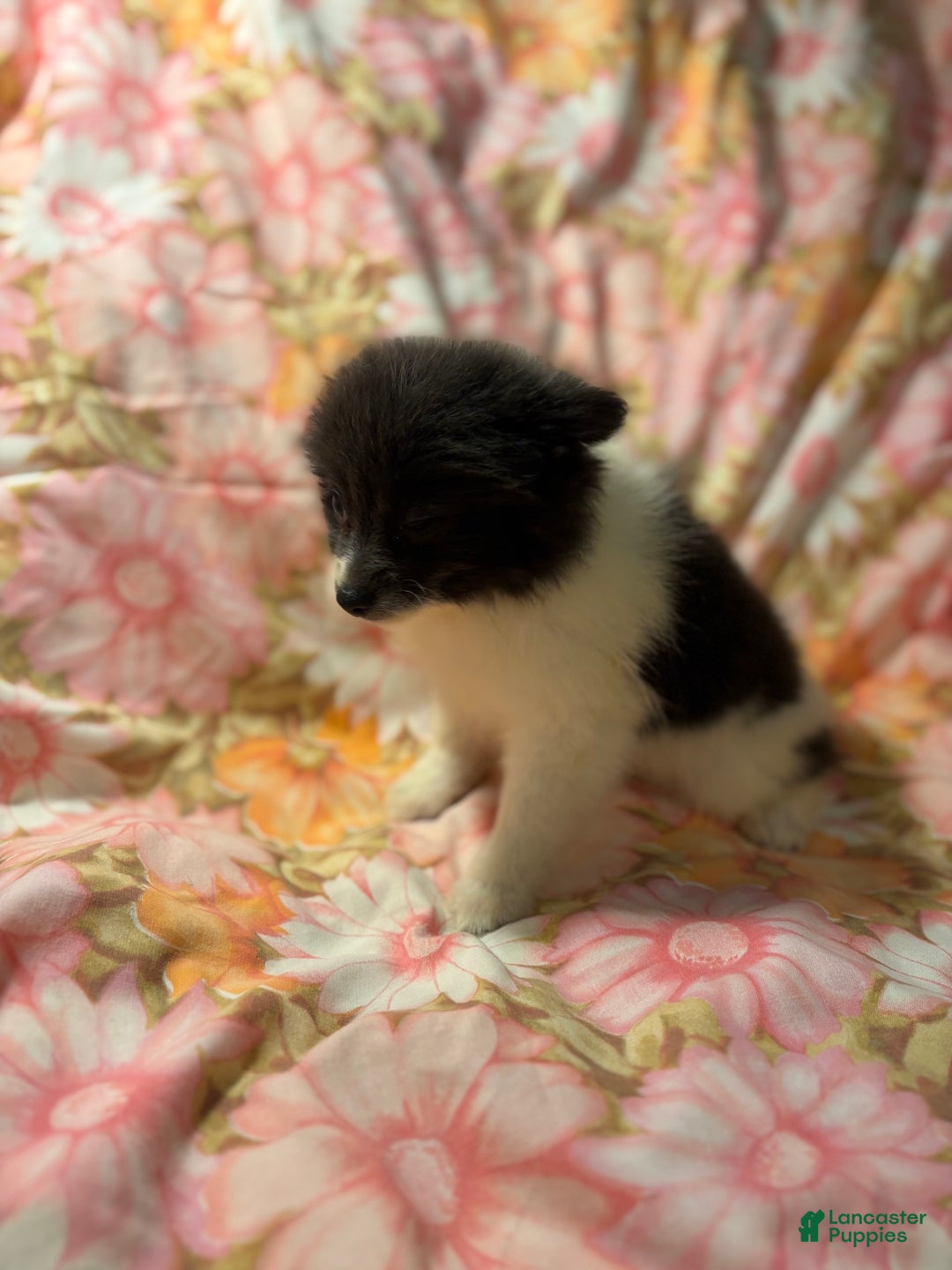 Pomeranian dogs for sale: Parti Girl - Image 2