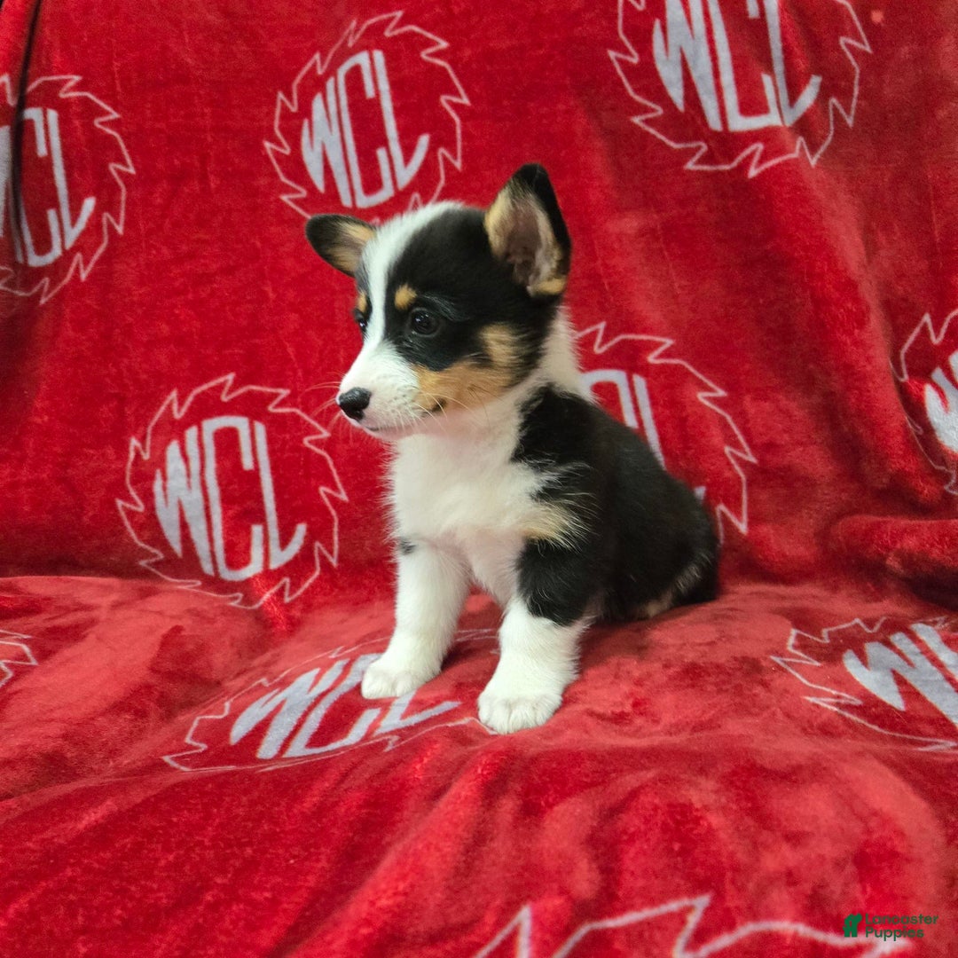 Welsh Corgi Pembroke dogs for sale: Lily - Image 4