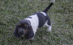 Basset Hound dogs for sale: Flo - Image 5