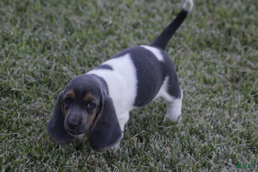 Basset Hound dogs for sale: Flo - Image 5