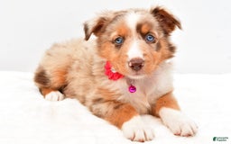 Australian Shepherd dogs for sale: Raine - Image 3