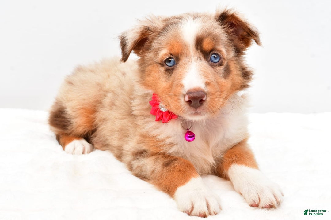 Australian Shepherd dogs for sale: Raine - Image 3