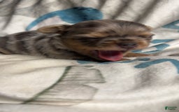 Chihuahua dogs for sale: Lucky - Image 2
