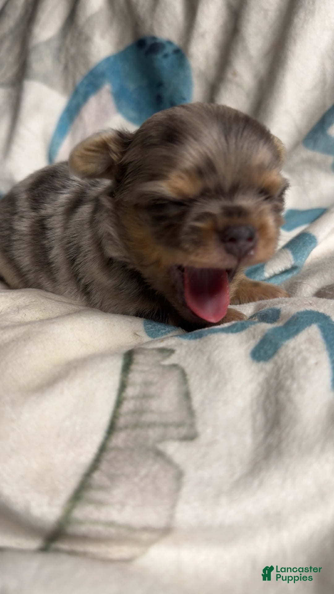 Chihuahua dogs for sale: Lucky - Image 2