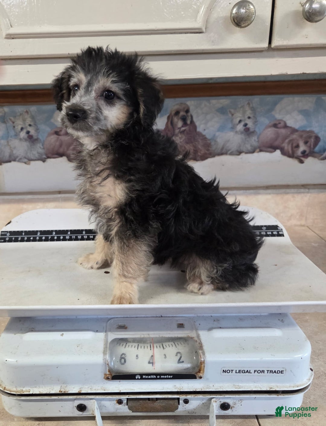 Yorkiepoo dogs for sale: Ken - Image 1