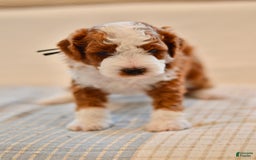 Goldendoodle dogs for sale: Denali - Image 6