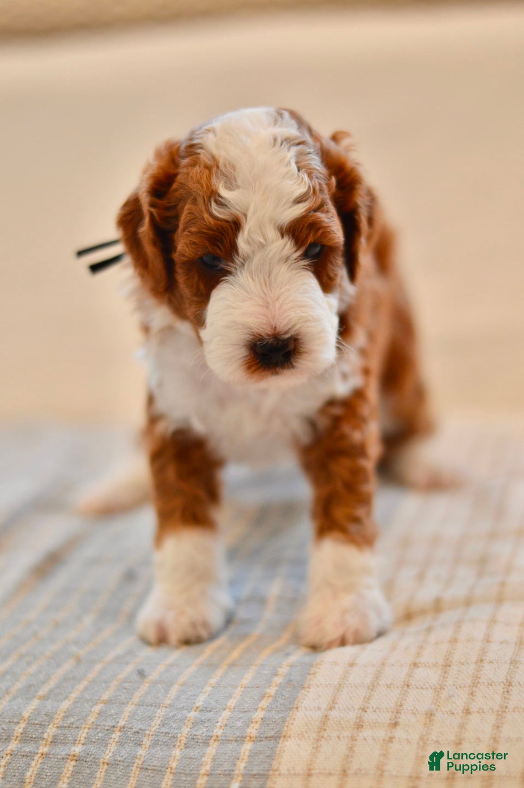 Goldendoodle dogs for sale: Denali - Image 6