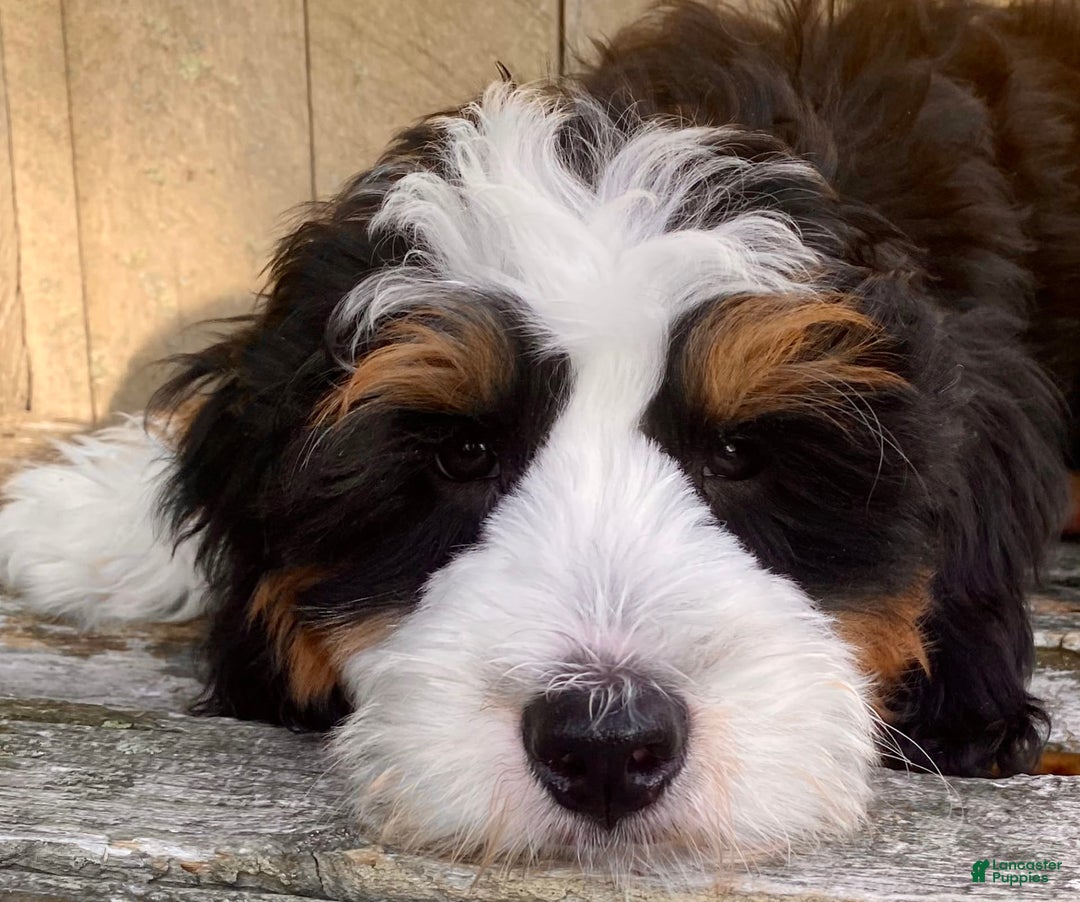 Mini Bernedoodle dogs for sale: ❤️ Boston Ma ❤️ Mini Bernedoodle - Image 8