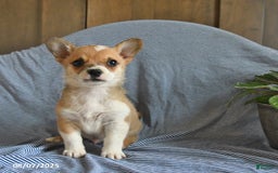 Welsh Corgi Pembroke dogs for sale: Cheddar - Image 2