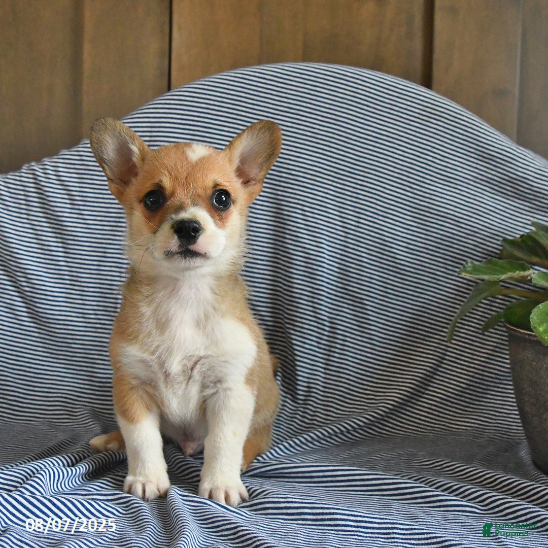 Welsh Corgi Pembroke dogs for sale: Cheddar - Image 2