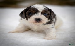 Cavapoo dogs for sale: Simba - Image 4
