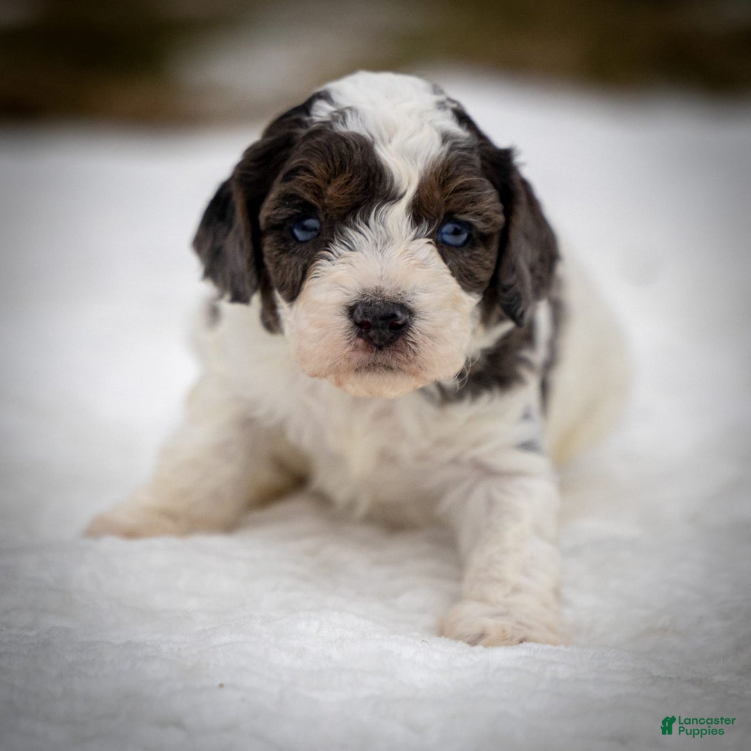 Cavapoo dogs for sale: Simba - Image 4