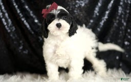 Cavapoo dogs for sale: Crasher - Image 7