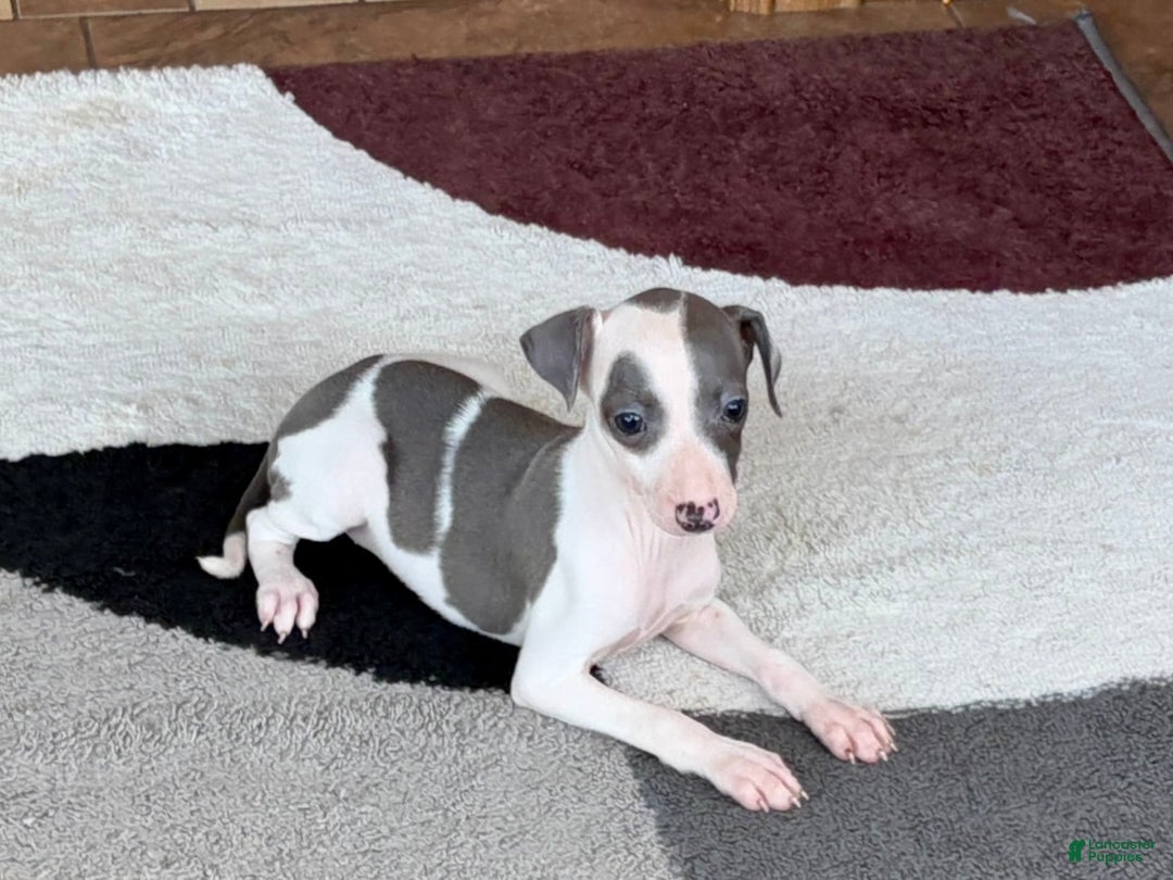 Italian Greyhound dogs for sale: Tina - Image 6
