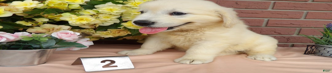 Susie