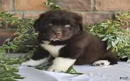 Newfoundland dogs for sale: Victor - Image 5