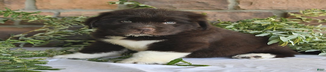 Victor