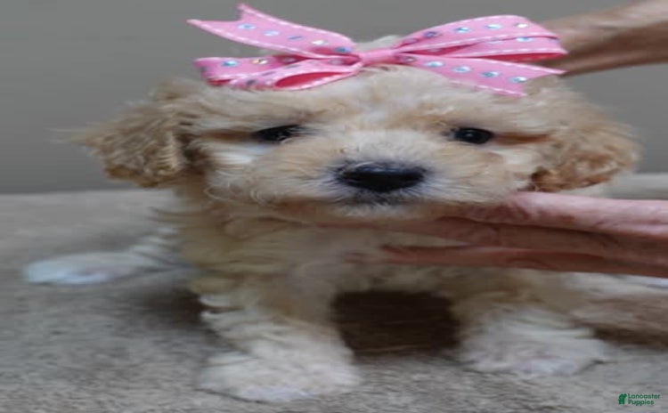 Toy Poodle dogs for sale - Ad 1