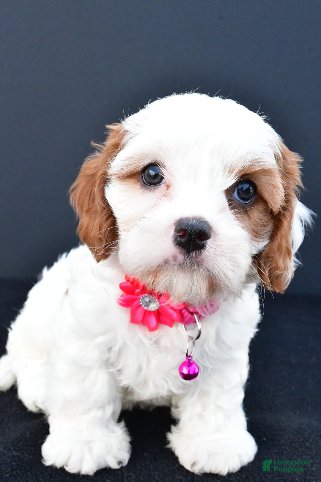 Cavapoo dogs for sale: Abby - Image 1
