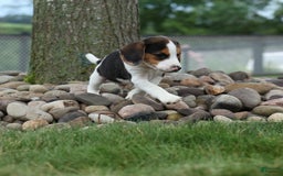 Beagle dogs for sale: Kylo - Image 5