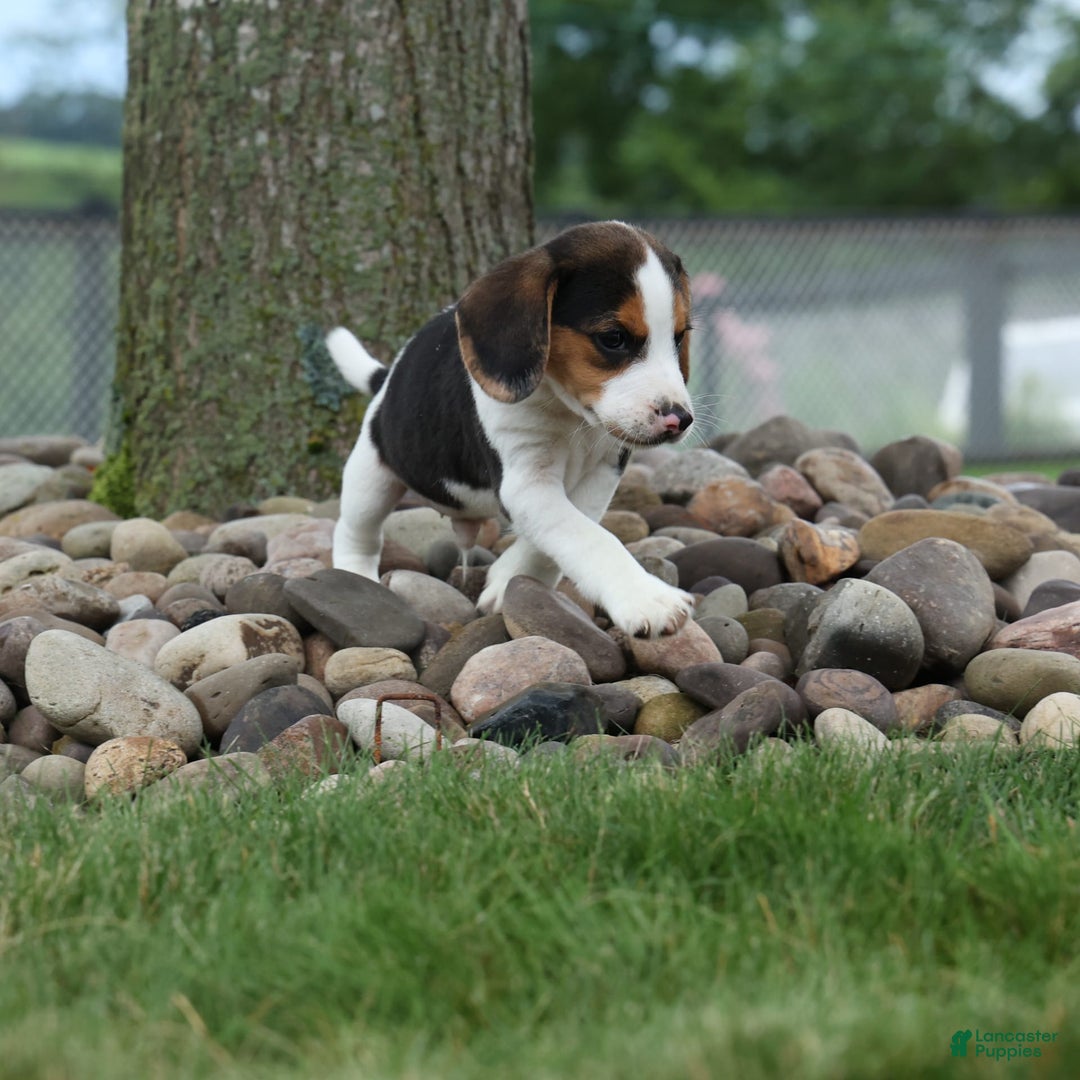 Beagle dogs for sale: Kylo - Image 5