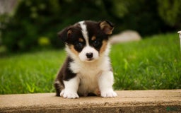 Welsh Corgi Pembroke dogs for sale: Mousse - Image 7
