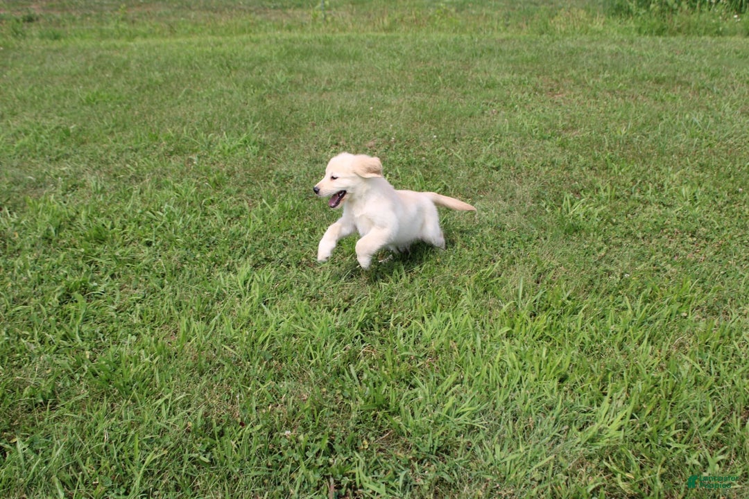 Golden Retriever dogs for sale: Eight Oclock - Image 16