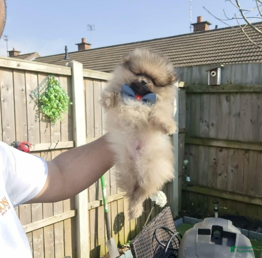Pomeranian dogs for sale: Kris - Image 2