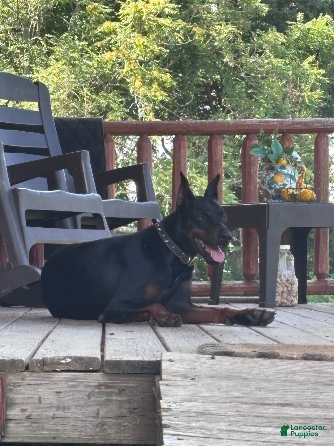 Doberman Pinscher dogs for sale: Alex - Image 2