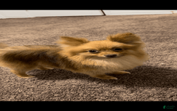 Pomeranian dogs for sale: Papi - Image 3